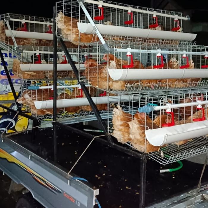 Ayam petelur siap bertelur sudah vaksin