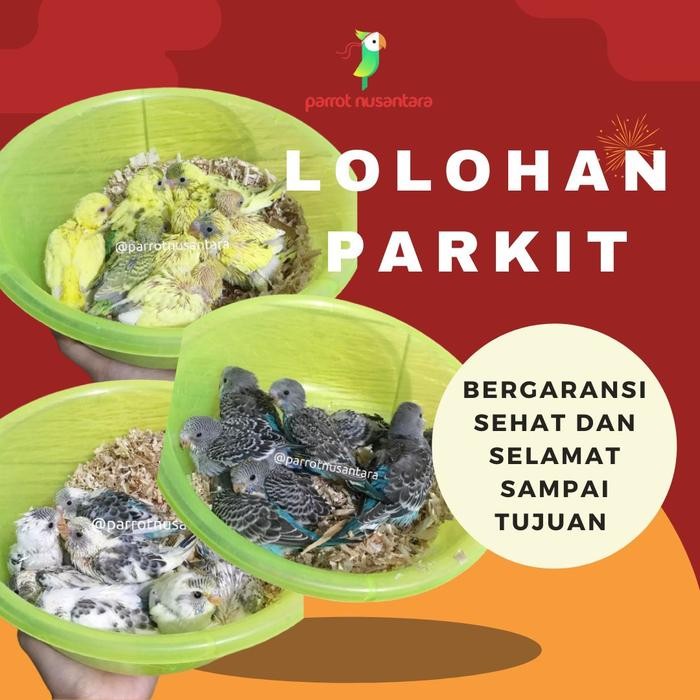 anakan lolohan burung parkit warna