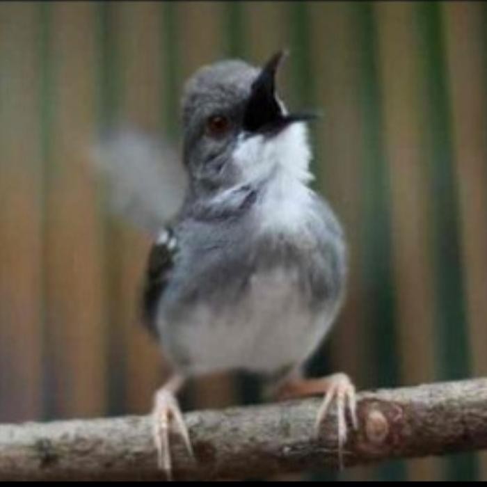 Burung ciblek kristal ciblek cristal gacor