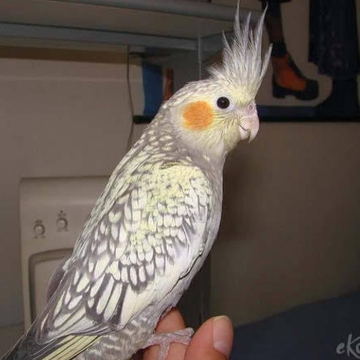 burung falk parkit Australia grey mutiara