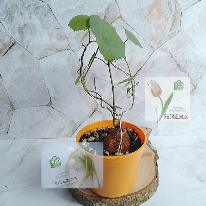 Stephania Venosa Sudah Berdaun Koleksi Pribadi