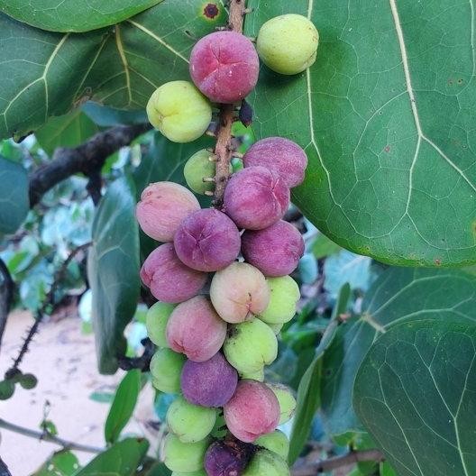 Tanaman Buah Anggur laut / Seagrape (Coccoloba uvifera)
