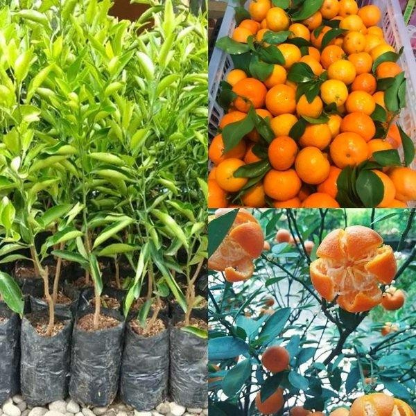 Bibit Jeruk Santang Madu VALID
