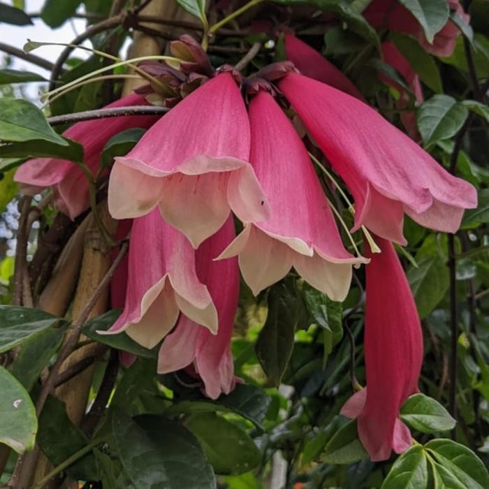 Tanaman Tecomanthe Dendrophila