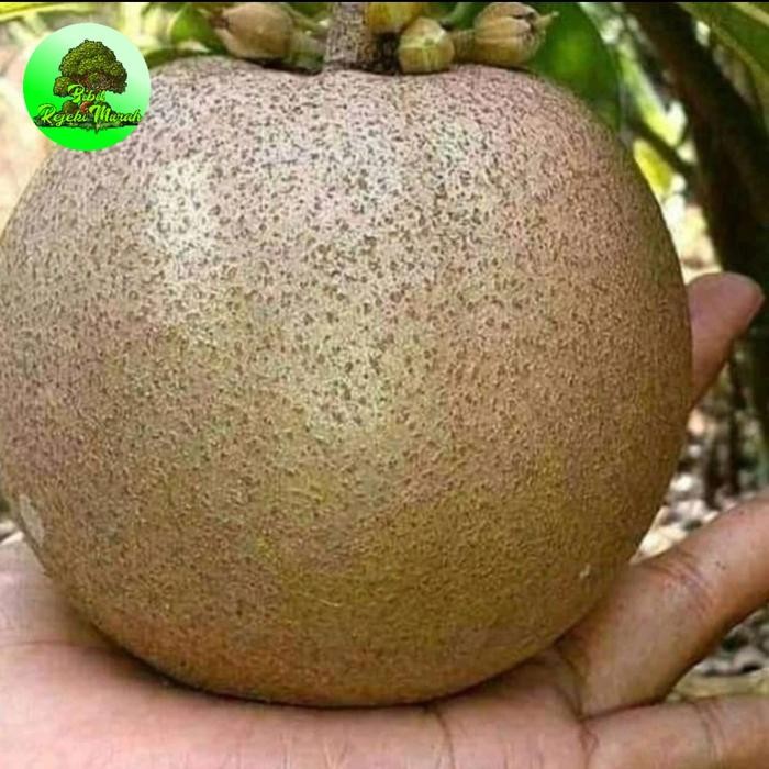 Bibit Sawo Jumbo Kondisi Berbunga Sawo Jumbo