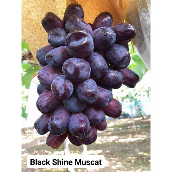Bibit Anggur Black Shine Muscat Valid