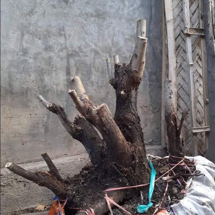 Tanaman Bonsai Klampis Arabika 40 cm Bahan REAL PICT Terbatas KD 02017