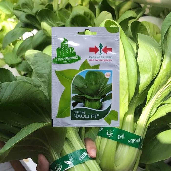 Benih Pakcoy Hidroponik Hidroponik Daun Organik Tanaman Bibit Hidroponik Sayur Benih Merah