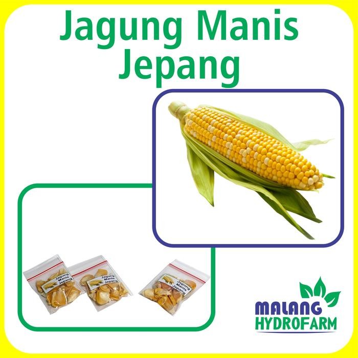Benih Jagung Manis Jepang Unggulan Berkualitas biji bibit repack hokkaido tomorokoshi hydroponik