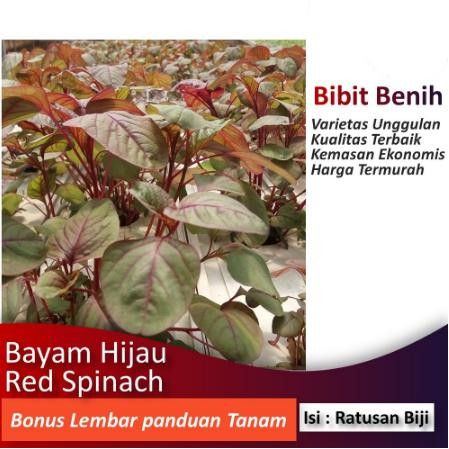 Benih Bayam Merah bibit tanaman sayur sayuran hidroponik