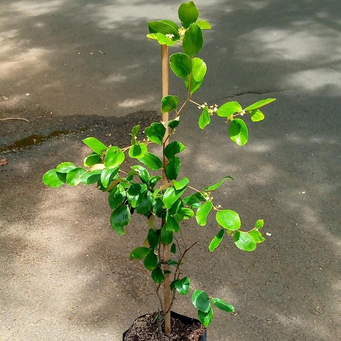 Bibit Apel Putsa India/Pohon Buah Apel/Benih Pohon Apel Futsa Impor
