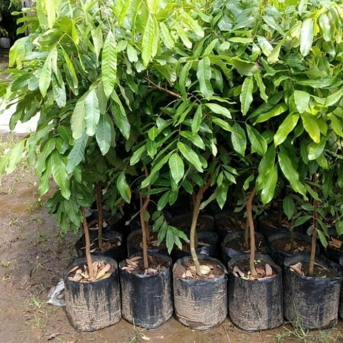 Bibit Kelengkeng New Kristal Unggul