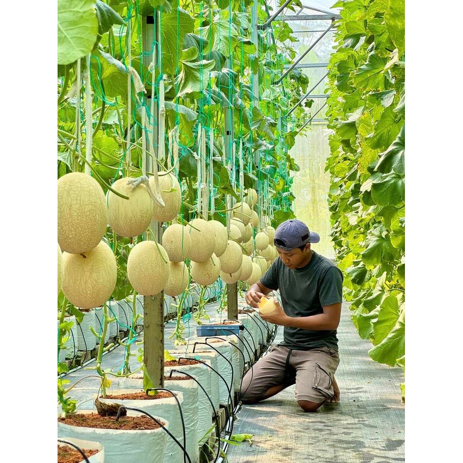 Ab Mix Melon & Tomat Baraponik 5 Liter Hidroponik