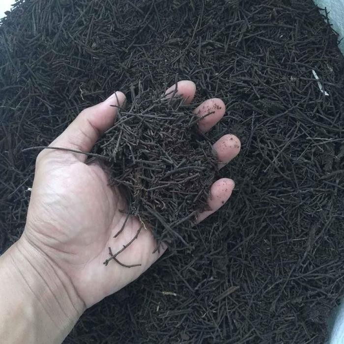 Akar Pakis Cacah Media Tanam Kering Kemasan Karung 10kg Murah *