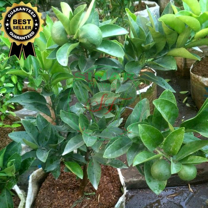 Pohon Jeruk Mandarin Berbuah/Tanaman Jeruk Mandarin Berbuah Rimbun
