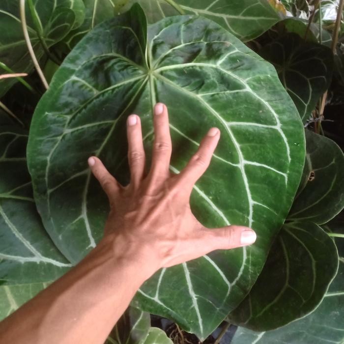 Anthurium Magnificum / Kuping Gajah Batang Kotak Size Jumbo