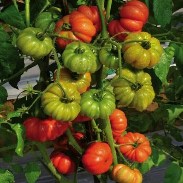 AB Mix Buah Tomat Agrifam 1 Liter Nutrisi Hidroponik Tomat