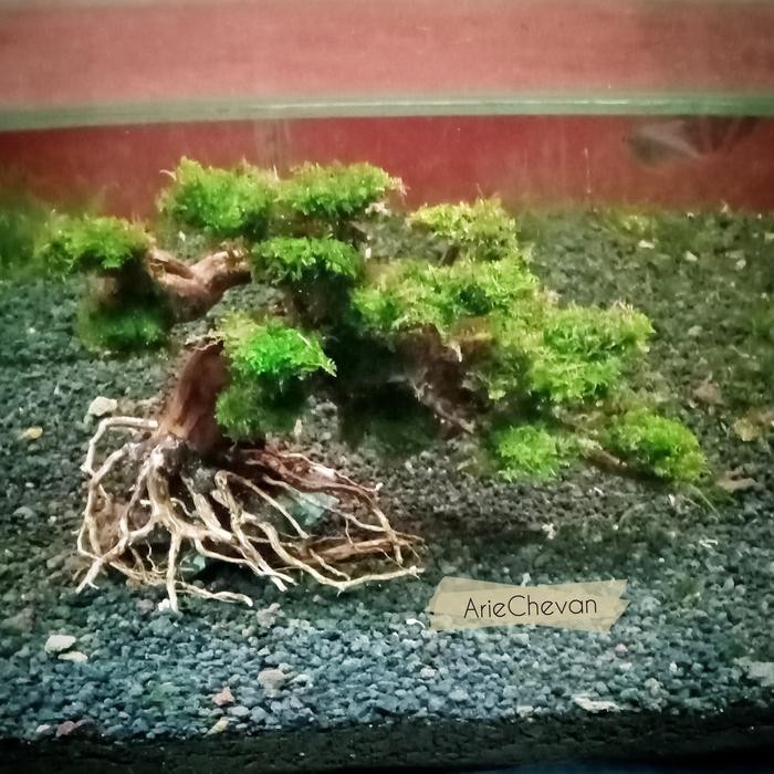POHON BONSAI BESAR FOR AQUASCAPE AQUARIUM