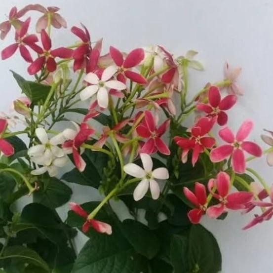 ASLI bibit taan melati belanda,taan s Thai double flower READY STOCK