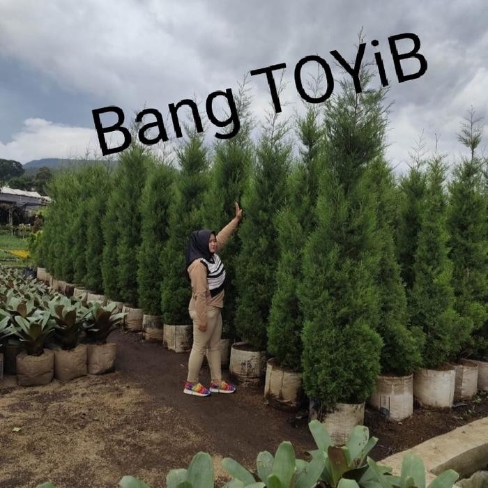 Cemara lilin wangi tinggi 2 meter