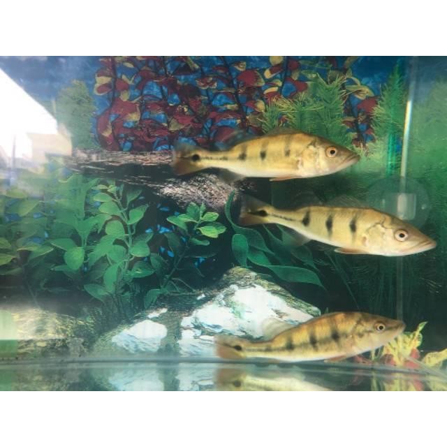 [Allthebest] Pbass monoculus Pbass Mono