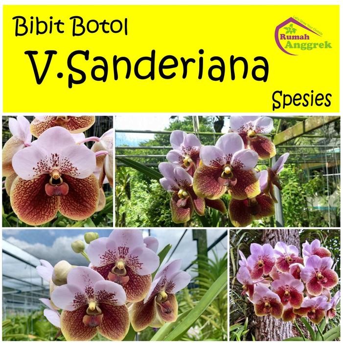 Bibit Botol Anggrek Vanda Sanderiana bibit spesies anggrek langka