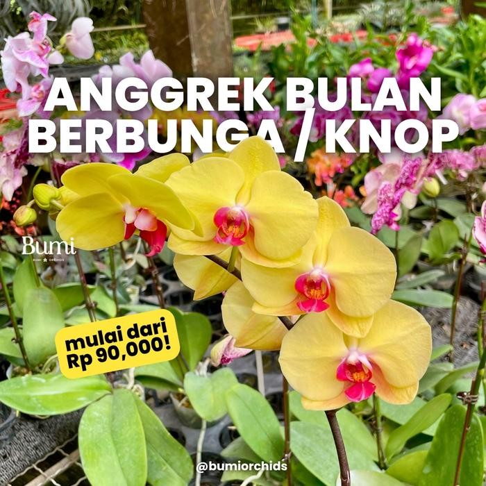 Anggrek Bulan BERBUNGA / KNOP Phalaenopsis - Bumi Orchids Tanaman Hias Angbul Hidup Hybrid Mekar