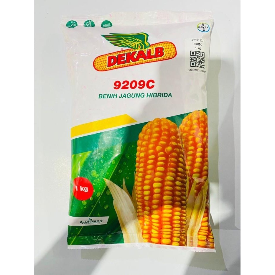 Benih jagung hibrida DEKALB 771 isi 1kg dari ACCELERON