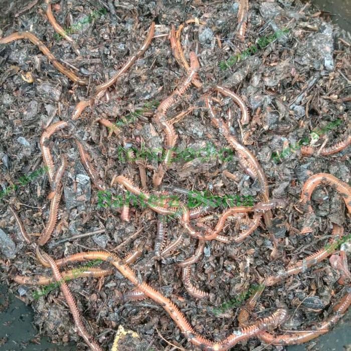 Lyced Oele/Laor/Lur/Cacing Naga/Cacing Laut Umpan Pancing