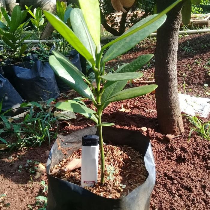 SIAPKIRIM bibit taan gacania pohon garcenia READY STOCK