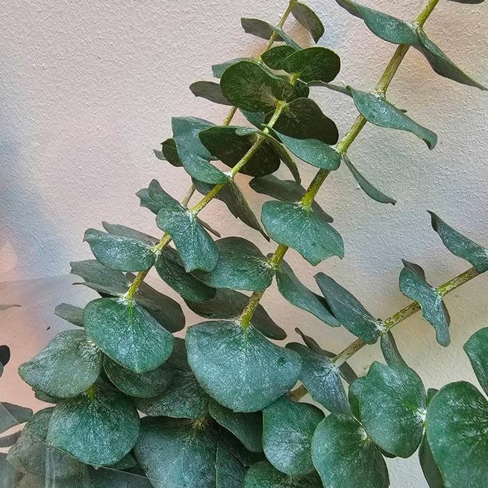 Daun Silver Dollar / Eucalyptus Baby Blue ( Daun )