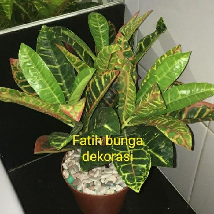 aglonema price kuning/tanaman hias