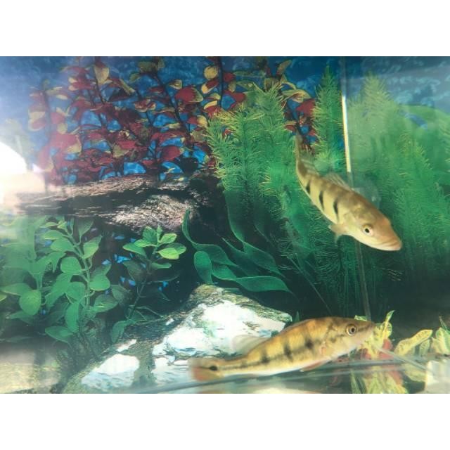 [Expert] Pbass monoculus Pbass Mono