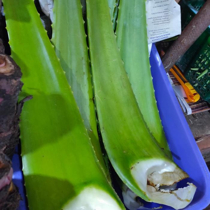 

Lidah Buaya Pontianak