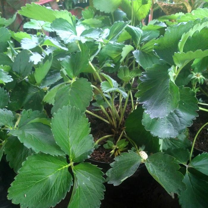 Pohon Strawberry/Tanaman Buah Strawberry Rimbun + Pot