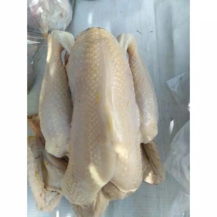 

(Expert) AYAM KAMPUNG MEDIUM 650-725 gr