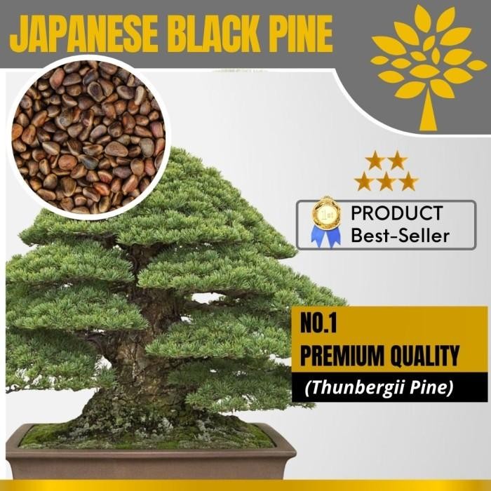 (Expert) Biji Bonsai Japanese Black Pine PREMIUM