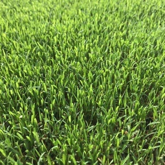 

(Expert) Benih bibit rumput jepang 100gr