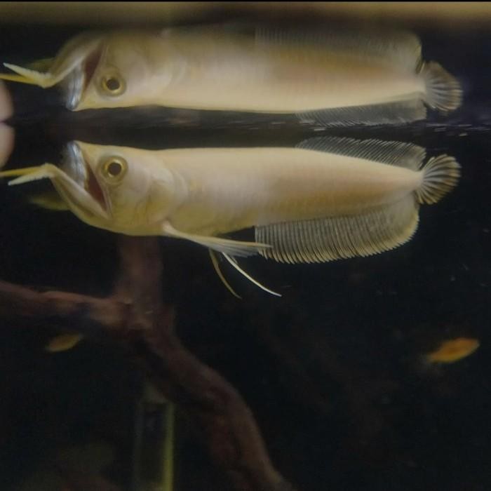 (Expert) arwana silver albino mata merah