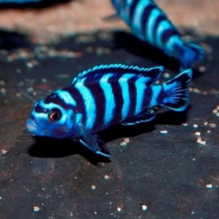 (Expert) IKAN HIAS DEMASONI CICHLID AQUASCAPE