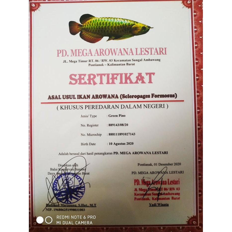 SERTIFIKAT DAN MICROCHIP MICRO CHIP ARWANA GREEN GOLDEN PINO HIJAU KODE 365