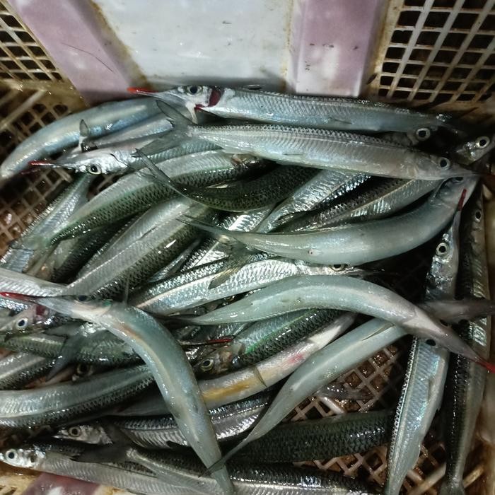 

Ikan Kacang Kacang 1Kg