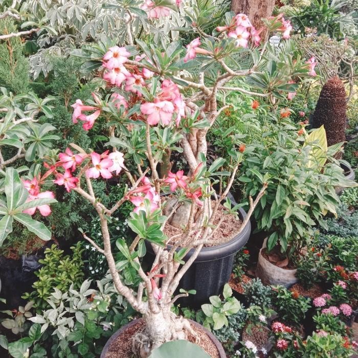 BEST SELLER tanaman hias bunga/pohon bonsai kamboja jepang