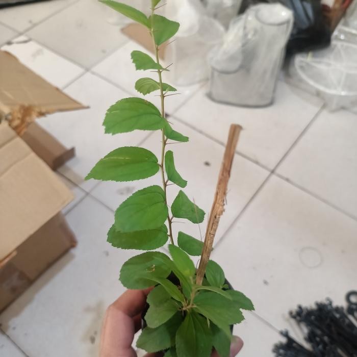 Tanaman pohon Bidara arab asli , original, foto asli, murah