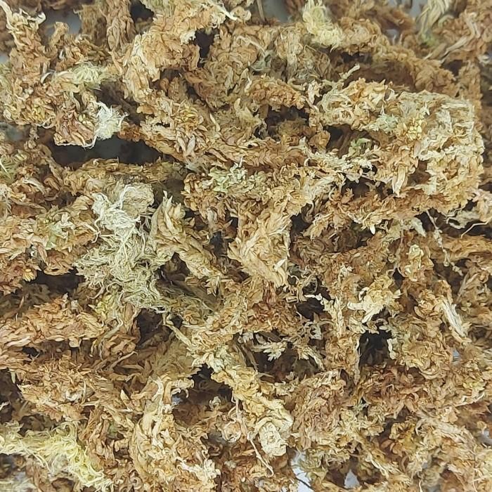 MEDIA TANAM SPHAGNUM MOSS 1 KG