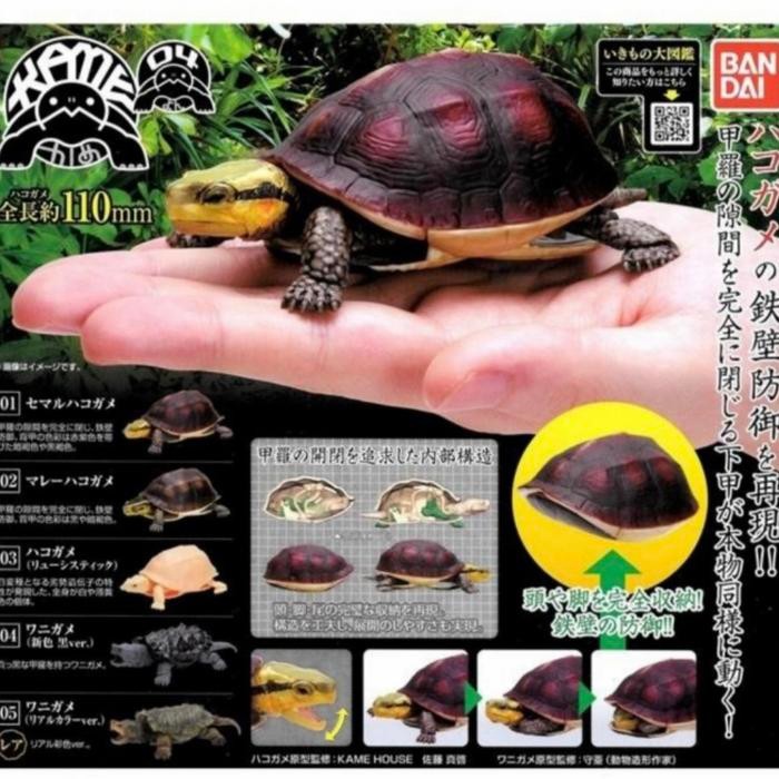 Gashapon box turtle 04 hakogame kame kura - dangomushi gacha bandai