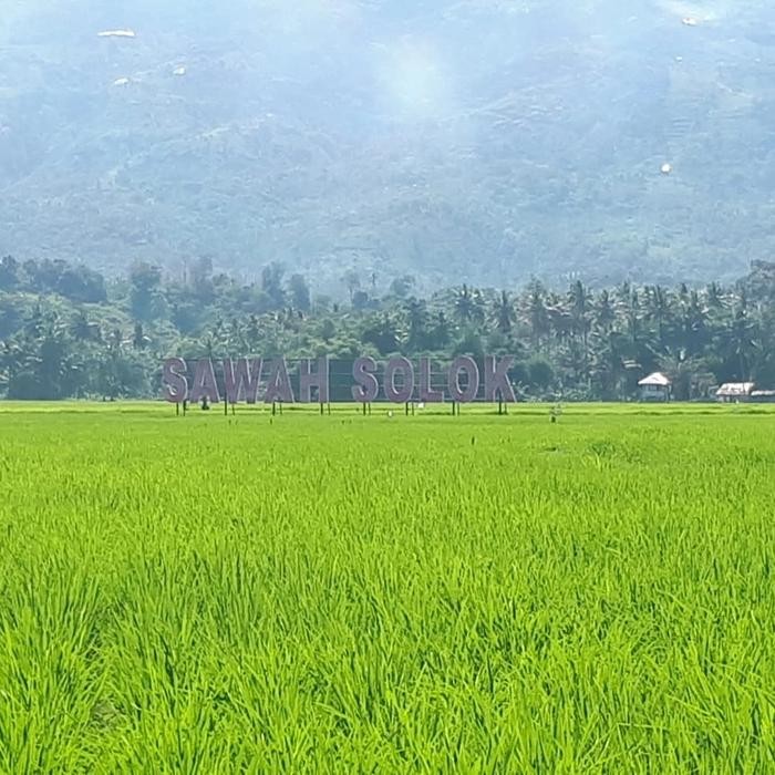 

Beras solok Anak Daro ,1 karung 10 kg
