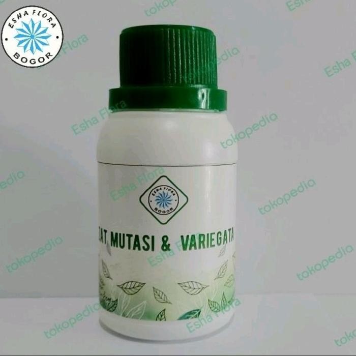 Zat Mutasi Variegata Esha Flora