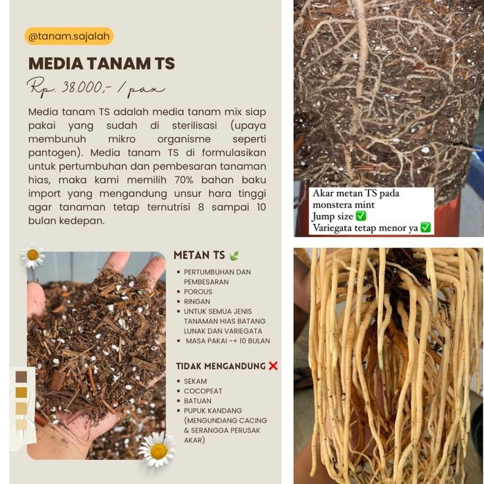 media tanam TS Media tanam siap pakai