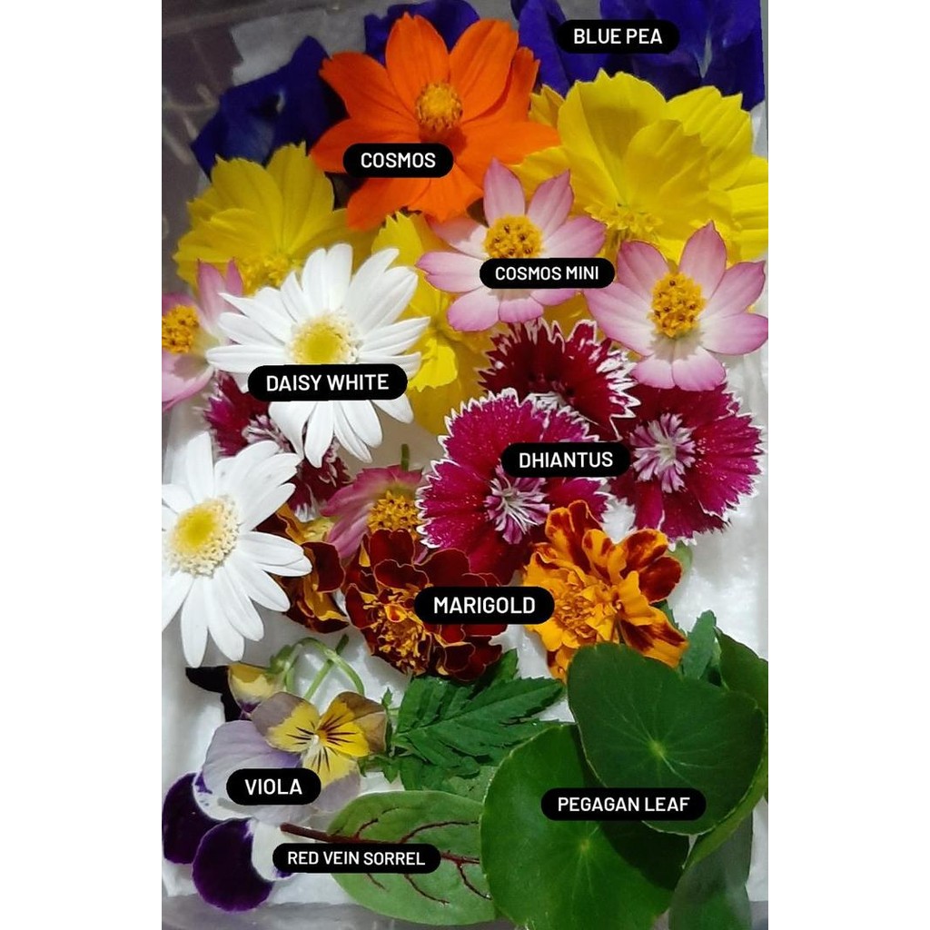 

FyZ Edible flowers